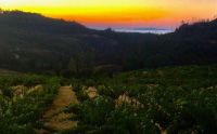 sky-vineyards